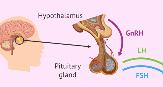 gnrh_hormonu_nedir_nasil_calisir.png