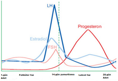 Menstrual-hormonlar.png