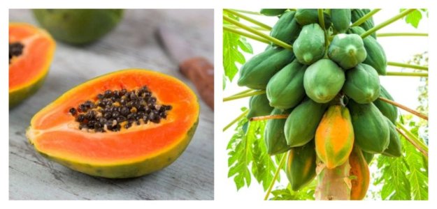 papaya_a_vitamini_beslenme.jpg