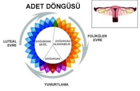 adet_dongusu_ve_folikuller.jpg