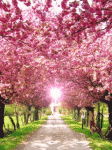 $1443-pink_blossom.pink blossom.gif