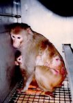 $stop vivisection.jpg