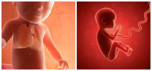 Fetal Akciğer Gelişiminin 5 Aşaması