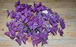 $oxalis-triangularis.jpg