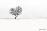 $a_winter_heart_by_photosopher-d4ohsg9.jpg