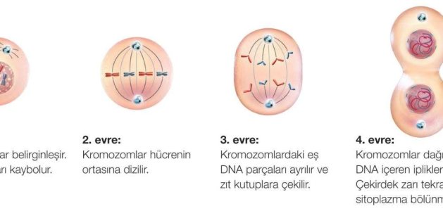 hucre_bolunmesi_hatalari_kromozomlar_dna.jpg