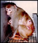 $Animal-Testing-is-WRONG-against-animal-testing-7993207-348-484.jpg