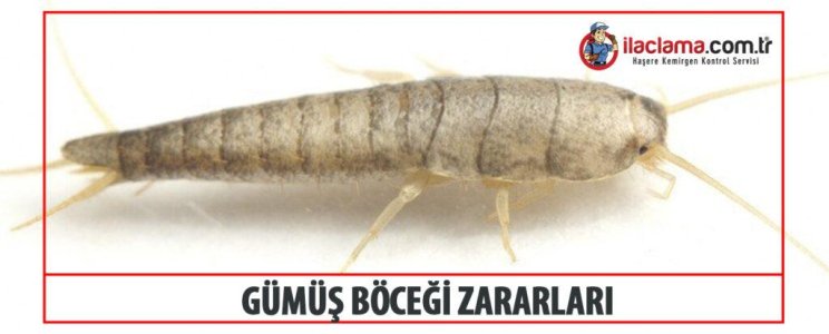 Gumus-Bocegi-Zararlari-1024x413.jpg