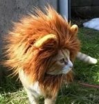 $lion_cat.jpg