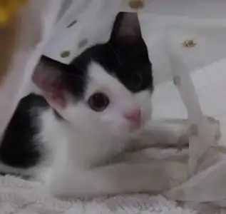Screenshot_20220829-235136_Video Player.webp