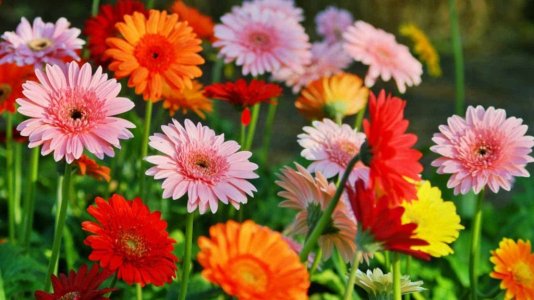 Gerbera-Daisies.jpg