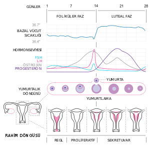 300px-MenstrualCycle2_tr.svg.png