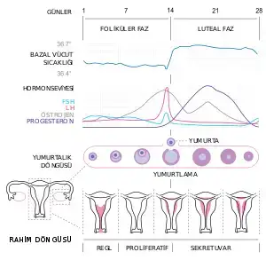 300px-MenstrualCycle2_tr.svg.webp