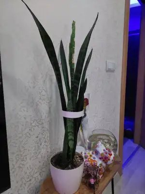 1000129497.webp