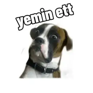 1000343646.webp