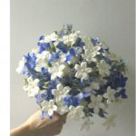 $white-stephanotis-with-blue-wedding-bouquet01.jpg