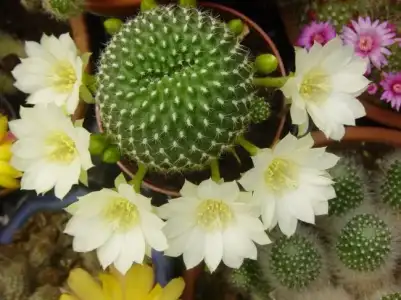 $RebutiaKrainzianaAlbiflora .webp
