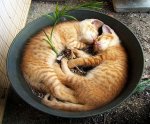 $Kitties-Sleeping-In-Flower-Pot.jpg