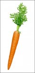 $carrot5b15d.jpg