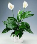 $spathiphyllum-saksi-cicegi_1mlz.jpg