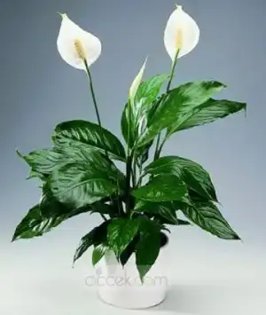 $spathiphyllum-saksi-cicegi_1mlz.webp