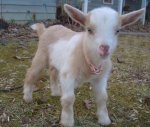 $Wee Woods Farm-baby_goat.jpg