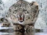 $snow-leopard-wp.jpg