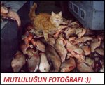 $mutlulu&#287;un-foto&#287;raf&#305;_284618.jpg