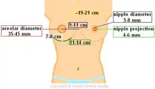 $idealbreastdiagram.webp