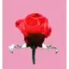 $love.webp