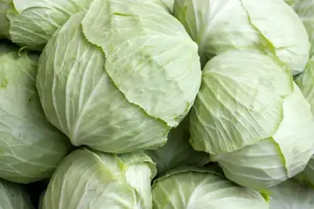 $2008_10_17-cabbage1.webp