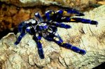 $Gooty_Tarantula,_Metallic_Tarantula_or_Peacock_Tarantula_(Poecilotheria_metallica).jpg