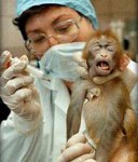 $animalmonkeytesting.jpg