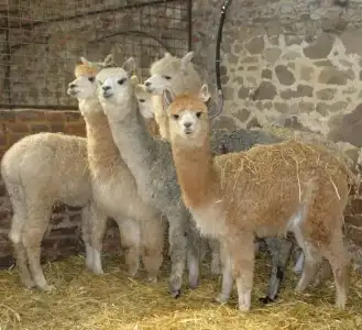 $Alpacas.webp