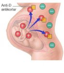 $antid-rhuygunsuzlugu.jpg