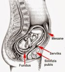 $uterin-inkarserasyon.jpg