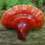 $mustafa-eraslan-reishi-mantari-360.jpg