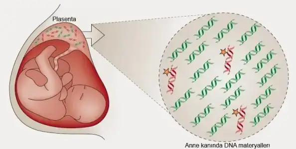 $serbest-fetal-dna-cffdna.webp