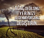 $agac-degilsin-yerini-degistir-tilqi-j.jpg