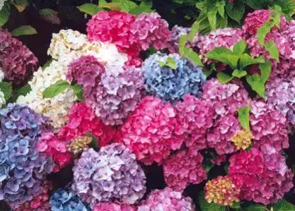 $hydrangeas-1.webp