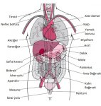 $insan-anatomisi-5.jpg