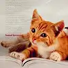 $catandbook-1.webp