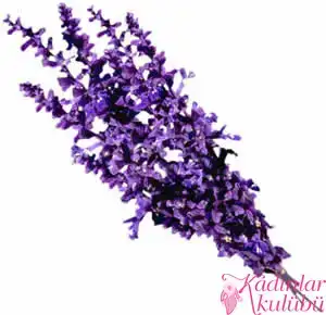 $hamilelik_bulantidan_kurtulmanin_7_dogal_yolu (5).webp