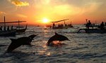 $lovina-sunrise-dolphin.jpg