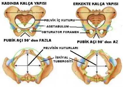 $kalca-kemigi.webp