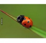 ladypug.jpg