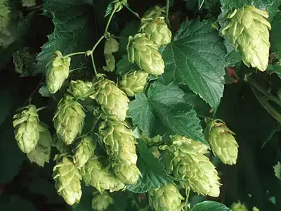 $005_hopfen_ts_01.webp