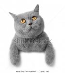 stock-photo-cat-112781383.jpg