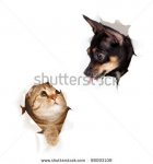 stock-photo-cat-and-dog-in-paper-side-torn-hole-isolated-98093108.jpg