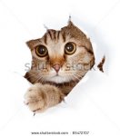 stock-photo-cat-looking-up-in-paper-side-torn-hole-isolated-85472707.jpg